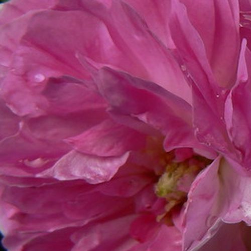 Rosa Geschwinds Orden - rosa de fragancia discreta - Árbol de Rosas Inglesa - rosal de pie alto - rosa - blanco - Rudolf Geschwind- froma de corona llorona - Rosal de árbol con flores grandes y densas y con una gran cantidad de pétalos.
